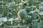Hdpe の緑野菜穀物のための反紫外線上昇の植物サポート網